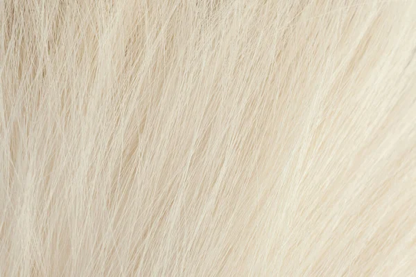 Tejszerű fehér szőrme közelkép — Stock Fotó
