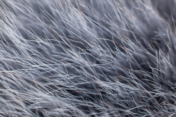 grey fur close-up