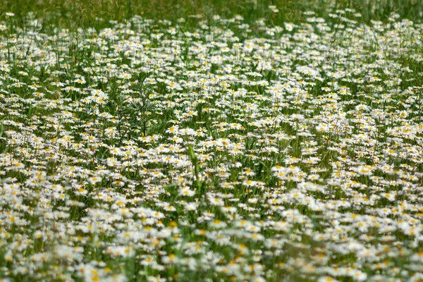 田野里有很多白雏菊 — 图库照片