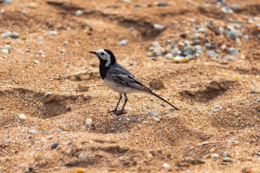 Deniz kabuğunda sallanan kuş.