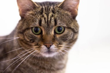 Kahverengi kedi bize yakından bakıyor.