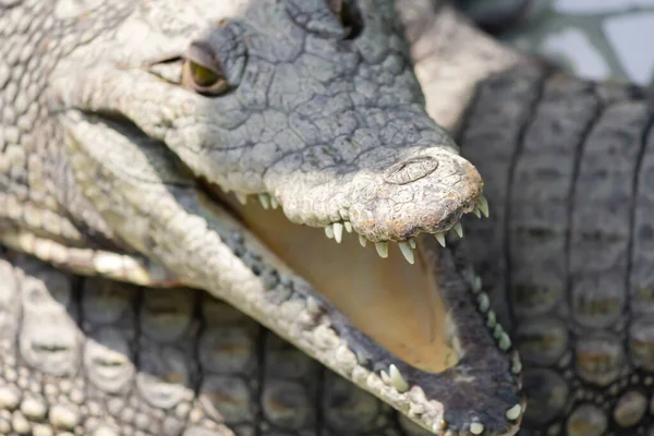 crocodiles mouth close-up