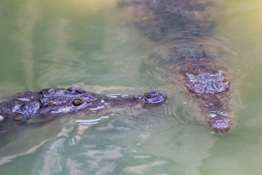 İki timsah başı yakın plan.