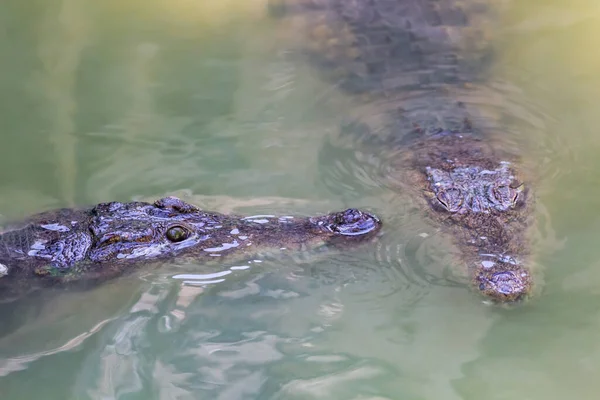 Two heads of alligators close-up — Stock Photo, Image