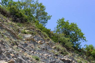 Üzerinde ağaçlar olan kayalar.