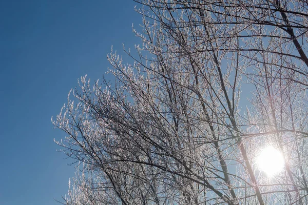Árvores no outro, através dos ramos brilha o sol — Fotografia de Stock