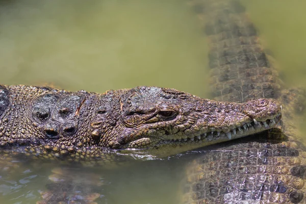 two heads of alligators close-up