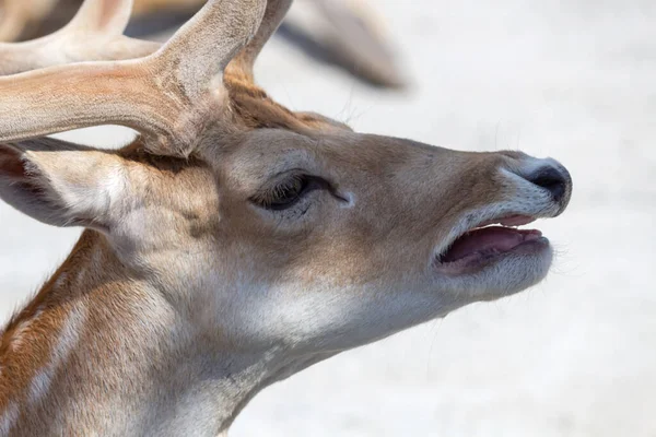 young deers head close-up