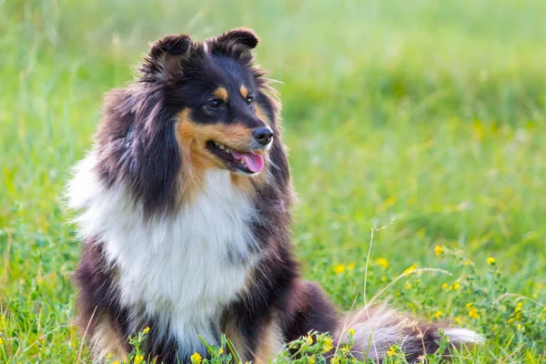 Dog on a green clearing — Stock Photo, Image