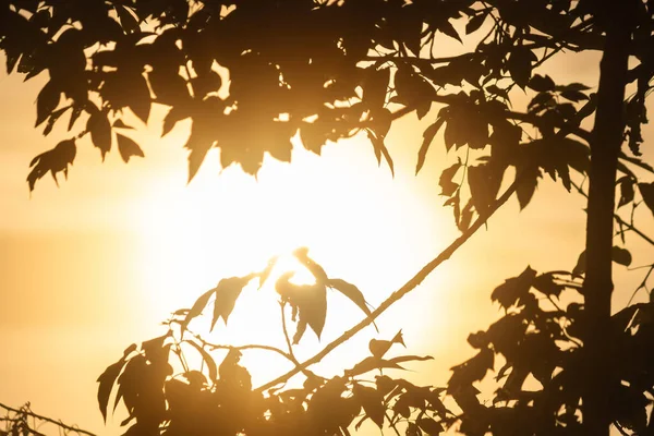 Silueta de un árbol contra la puesta del sol — Foto de Stock