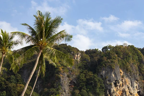 Tree-covered mountains and palm trees Royalty Free Stock Photos