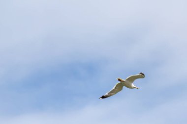 Bulutlu mavi gökyüzüne karşı beyaz martı