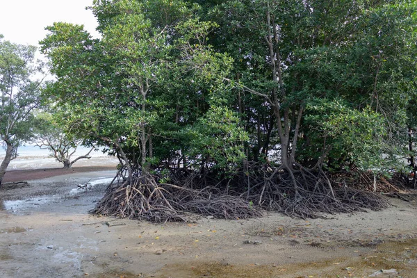 Mangrovníky na pláži — Stock fotografie