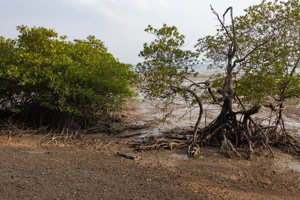 Mangrovníky s lepkavými kořeny na pláži Railay East — Stock fotografie