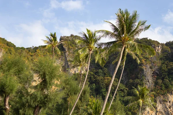 Tree-covered mountains and palm trees Stock Picture