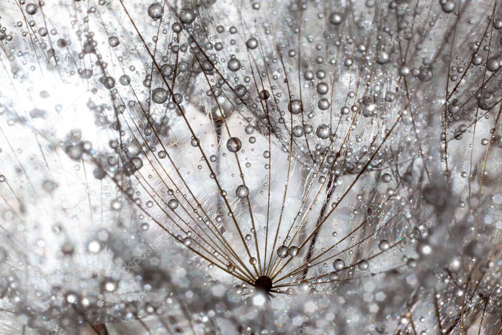 large dandelion in water droplets close up