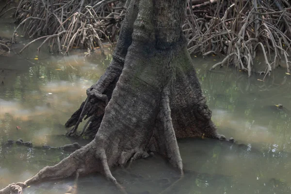 Tronco de mangue em água enlameada — Fotografia de Stock