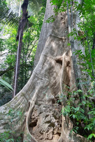 Tronco de uma grande árvore de mangor — Fotografia de Stock