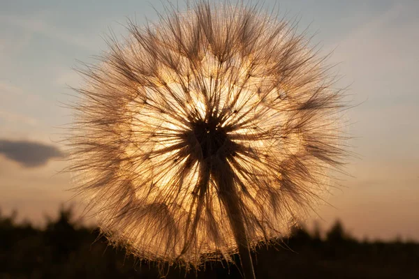 Large dandelion against the sunset — Stock Photo, Image