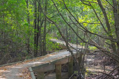 Beton yol mangrov ormanındaki mesafeye uzanıyor.
