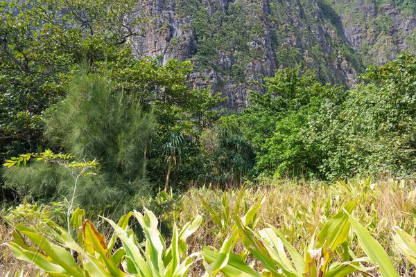 Plantas tropicais no pano de fundo da rocha — Fotografia de Stock