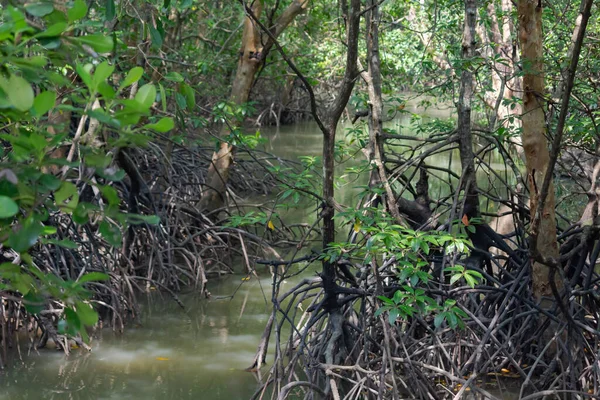 Mangrove trees in the forest — Stock Photo, Image