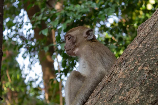 Macaco jovem senta-se em uma árvore — Fotografia de Stock