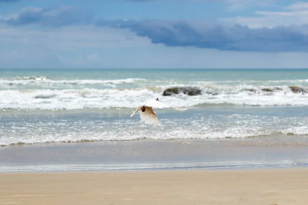 Biała mewa lata nad piaszczystą plażą — Zdjęcie stockowe