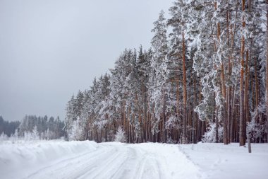 Kış karla kaplı orman yolu