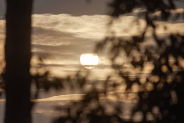 Gün batımına karşı bir ağacın silueti