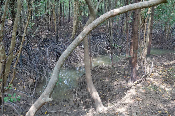 Μανγκρόουβ δέντρα στο δάσος — Φωτογραφία Αρχείου