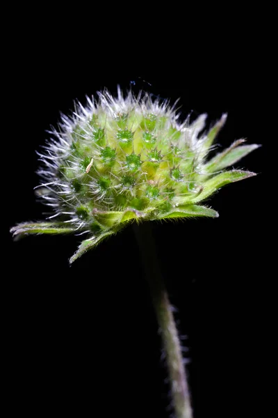 Cactus de flores mammillaria primer plano — Foto de Stock