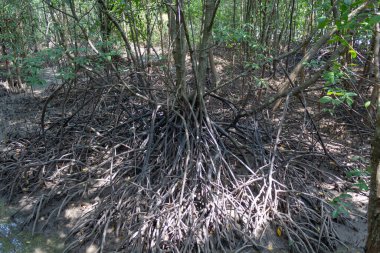 Mangrov ormanındaki mangrov ağaçlarının kökleri