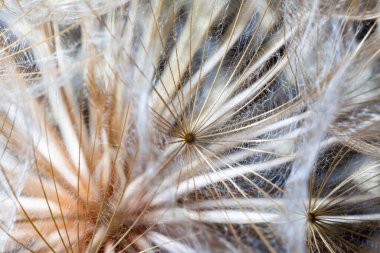 Büyük karahindiba yakın plan.