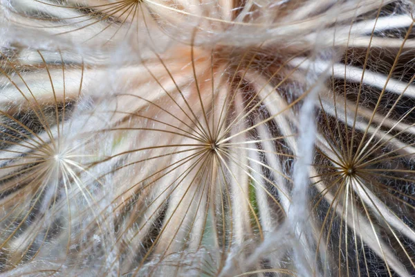 Büyük karahindiba yakın plan.