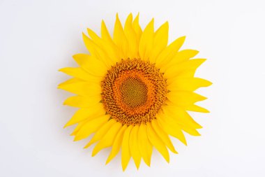 Ayçiçeği beyaz arka planda bulunur.
