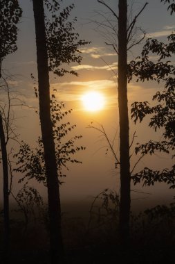 Gün batımına karşı bir ağacın silueti