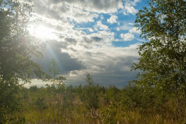 Mavi gökyüzüne karşı huş ağaçları