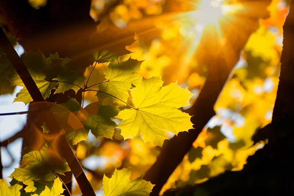Autumn. Ray and glare of the sun through the yellow maple leaves. Selective focus