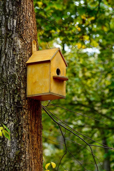 Sonbahar Parkındaki Ağaçta Yapımı Boş Bir Kuş Evi Kuşlar Uçup — Stok fotoğraf