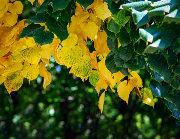 九月在绿树上泛黄的树叶 — 图库照片