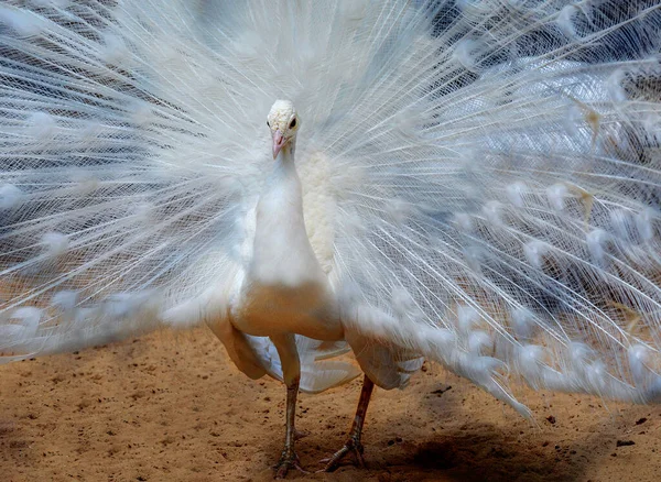 Paon Blanc Plumage Luxueux Avec Une Queue Ouverte — Photo