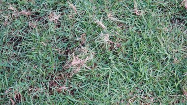 yeşil çimen dokusu arkaplanı