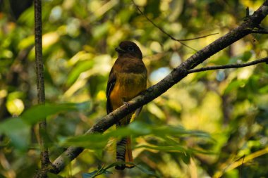 Kosta Rika 'nın ulusal parkında ağaç dalındaki tropikal kuş.