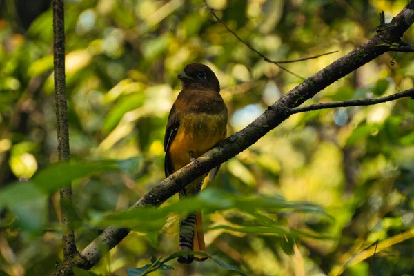 Oiseau Tropical Sur Une Branche Arbre Dans Parc National Costa — Photo