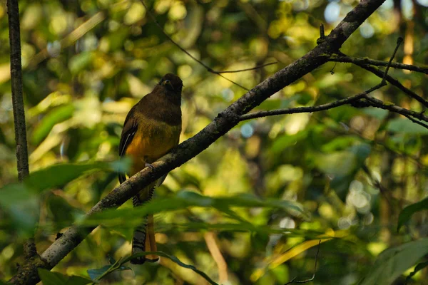 Tropisk Fågel Trädgren Nationalpark Costa Rica — Stockfoto