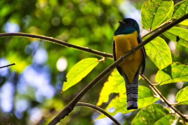 Aves Tropicales Una Rama Árbol Parque Nacional Costa Rica — Foto de Stock