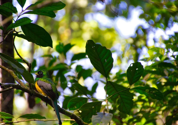 Aves Tropicales Una Rama Árbol Parque Nacional Costa Rica — Foto de Stock