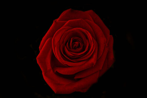 Very defined red rose on a black background. Typical rose of Sant Jordi