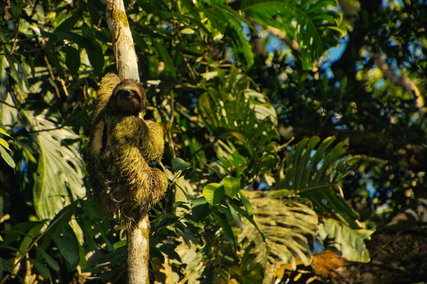 Paresseux Mâle Sur Une Branche Arbre Dans Parc National Costa — Photo